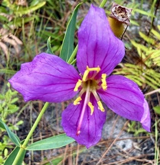 Rhexia alifanus, photograph author not stated, no rights reserved