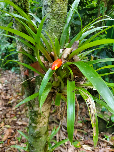Guzmania nicaraguensis, photograph 2