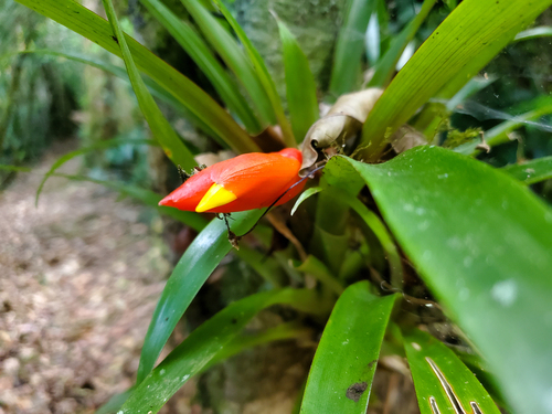 Guzmania nicaraguensis