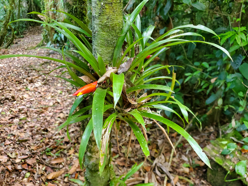 Guzmania nicaraguensis, photograph 1