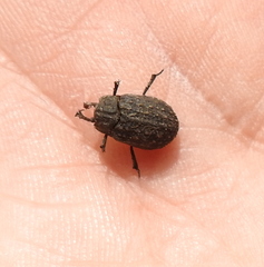 Trox sabulosus