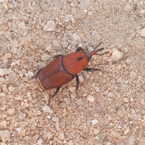 Red Palm Weevil