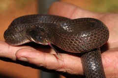 Red-Lipped Snake photo 3