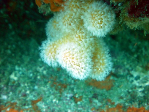 Kotatea aurantiacum