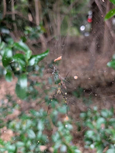 Joro Spider