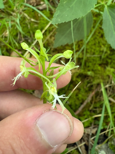 Platanthera lacera