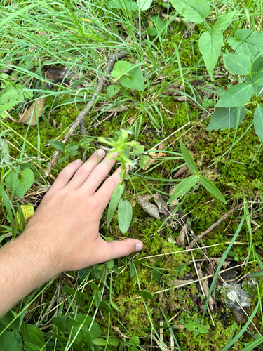 Platanthera lacera, photograph 4