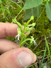 author not stated, no rights reserved Platanthera lacera, photograph author not stated, no rights reserved