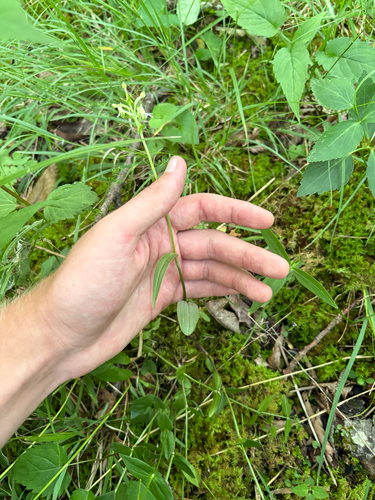 Platanthera lacera, photograph 6