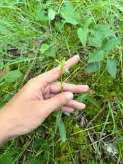 author not stated, no rights reserved Platanthera lacera, photograph author not stated, no rights reserved