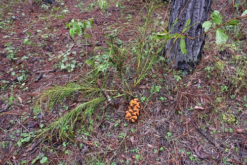 Macrozamia pauli-guilielmi, photograph 3