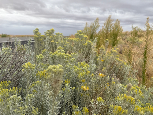 Rubber Rabbitbrush