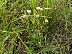 Erigeron tenuis