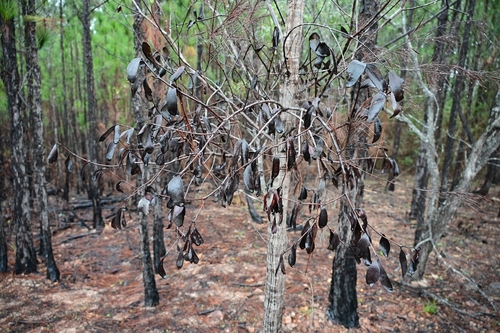 Amyema congener, photograph 6