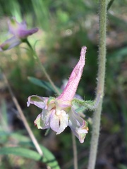 Delphinium hansenii