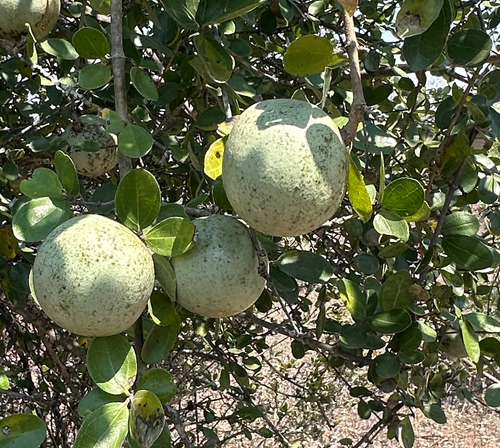 Black Monkey Orange