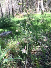 Delphinium hansenii