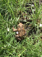 Anaxyrus americanus