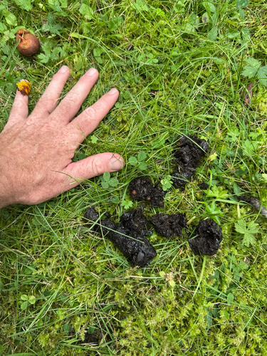 Black Bear sighting near Howdenvale Rd