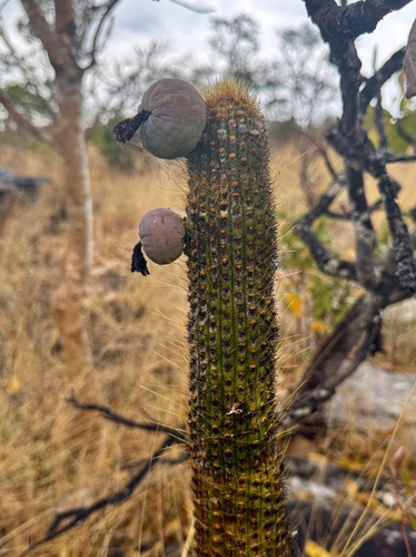 Pilosocereus vilaboensis