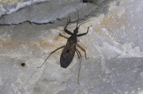 Oncocephalus breviscutum
