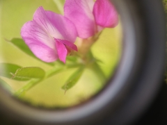 Vicia sativa