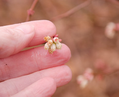 Vaccinium formosum