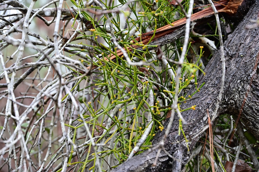 Viscum articulatum; photograph author not stated, no rights reserved
