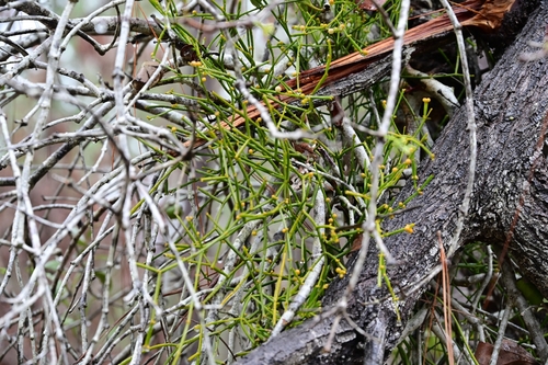 Viscum articulatum