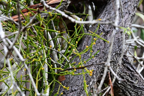 Viscum articulatum, photograph 1