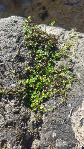 Slender pennywort