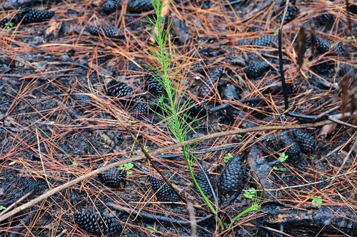 Macrozamia pauli-guilielmi