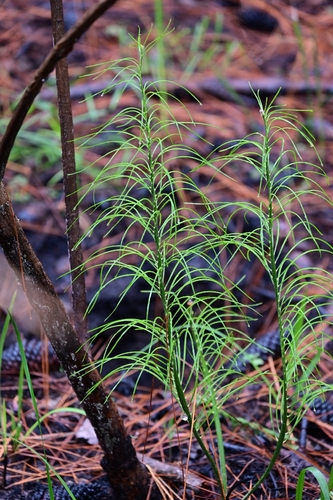 Macrozamia pauli-guilielmi, photograph 1