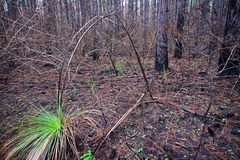 Xanthorrhoea latifolia