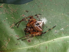 Verrucosa scapofracta