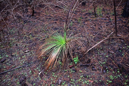 Xanthorrhoea latifolia, photograph 1