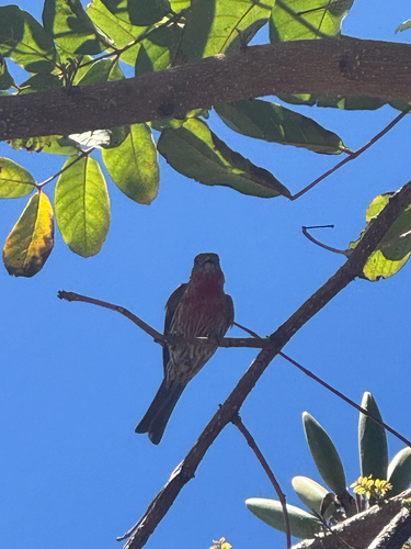 Haemorhous mexicanus observed 2026-09-02