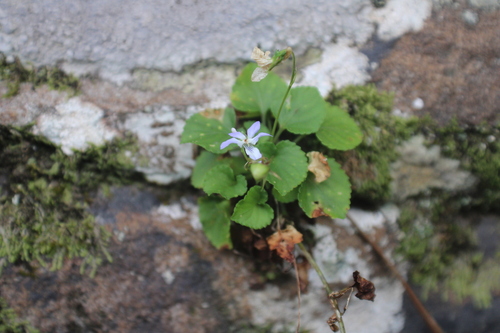 Viola rostrata, 2026-08-31