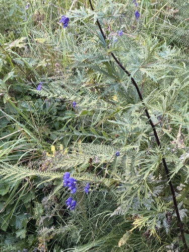 Aconitum degenii, photograph 6