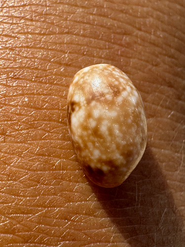 Bulla vernicosa observed 2026-09-02