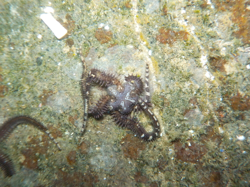 Ophiocoma aethiops observed 2026-09-01