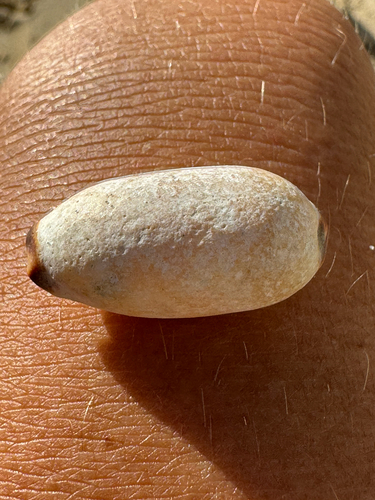 Cypraea isabella, 2026-09-02
