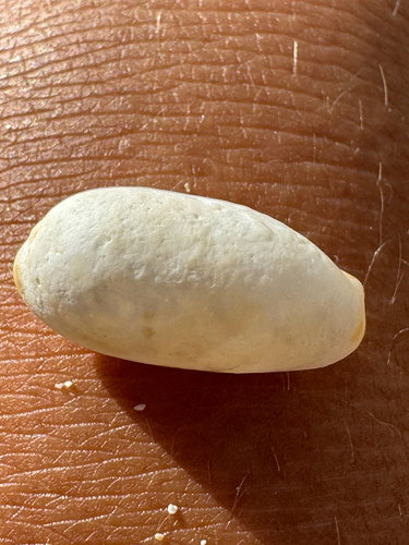 Cypraea isabella, 2026-09-02