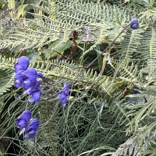 Aconitum degenii, photograph 5
