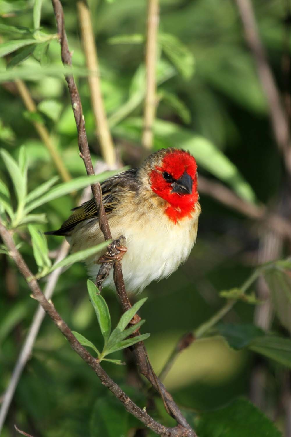 Cardinal Quelea illustration