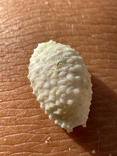 Nucleolaria granulata observed 2026-09-02