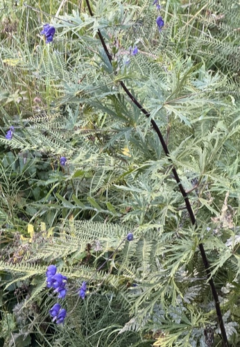 Aconitum degenii, photograph 3