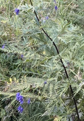 Aconitum degenii, photograph (c) Tony KM, some rights reserved (CC BY)