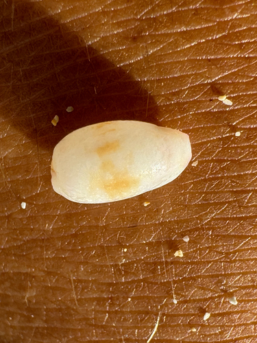 Purpuradusta fimbriata observed 2026-09-02