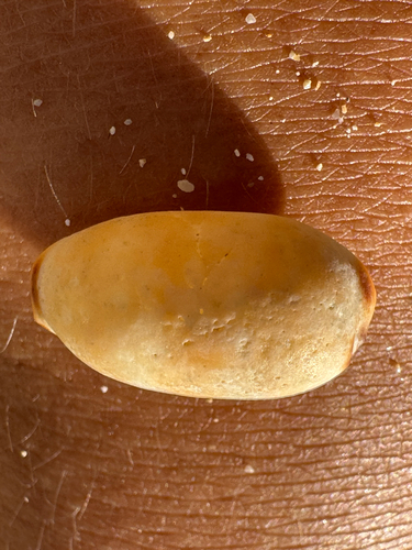 Cypraea isabella, 2026-09-02